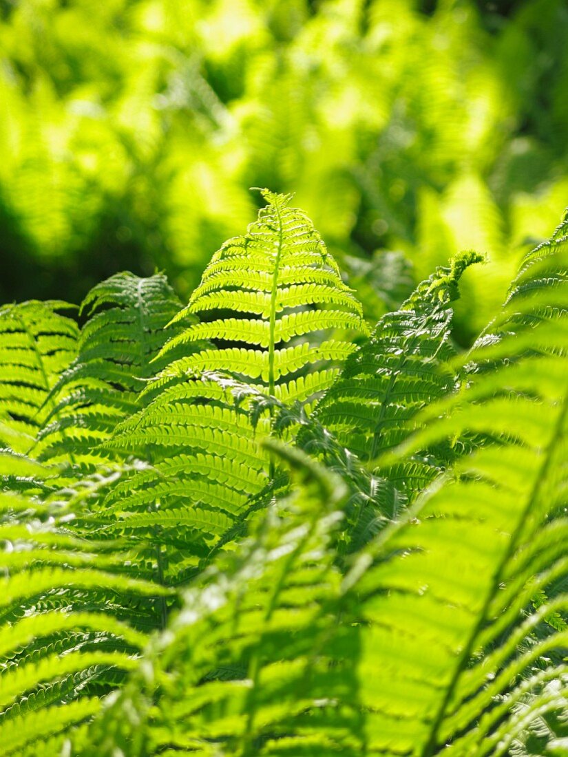 Ferns in sunny garden (close-up)