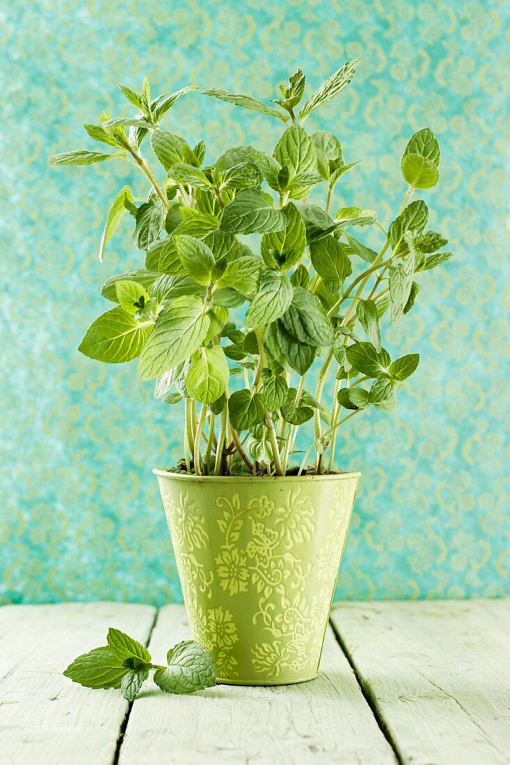 Fresh mint in a flowers pot