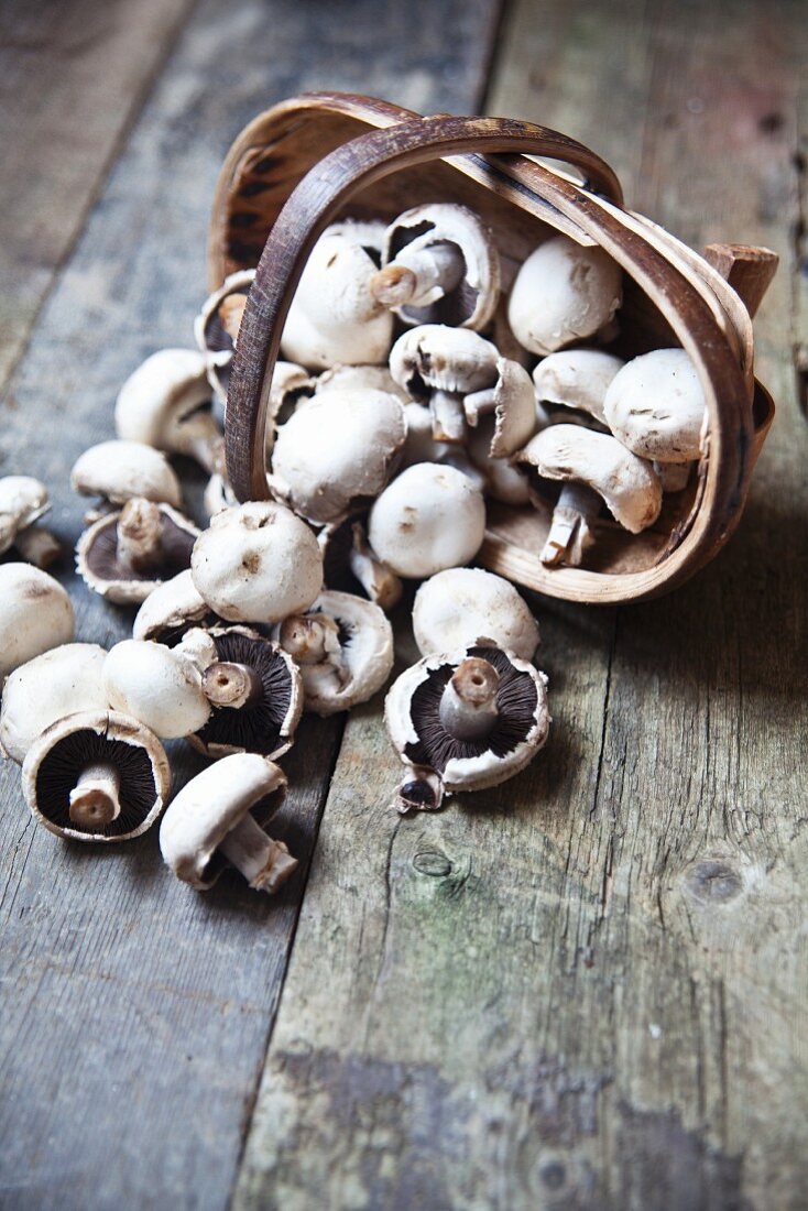 Wiesenchampignons fallen aus einem Holzkorb