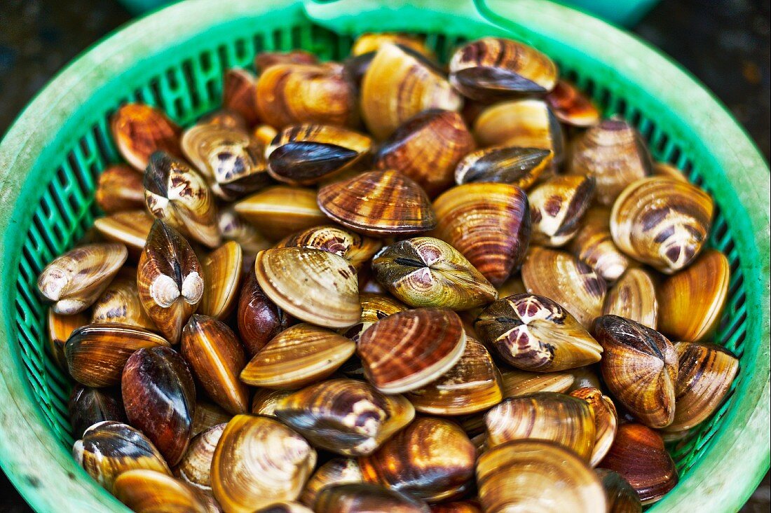 Venusmuscheln in Plastikkorb auf Markt in Haiphong, Vietnam