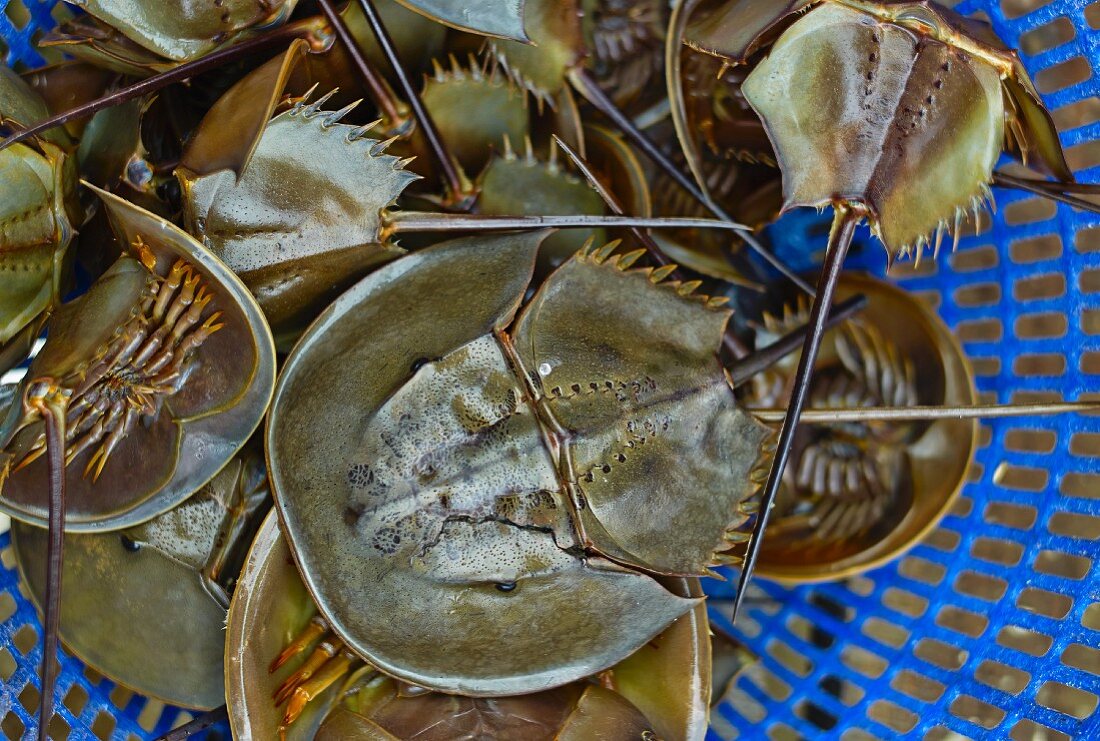 Triops in a plastic sieve at a market in Haiphong, Vietnam