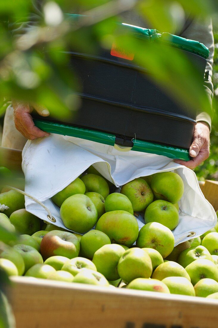 A man shaking freshly picked apples into a box