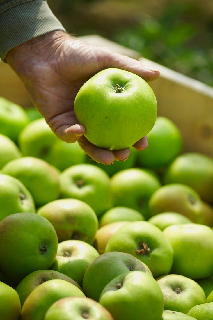 A man inspecting freshly picked apples