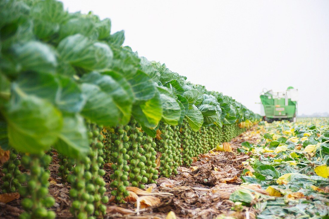 Brussels sprouts in a field being harvested by machine