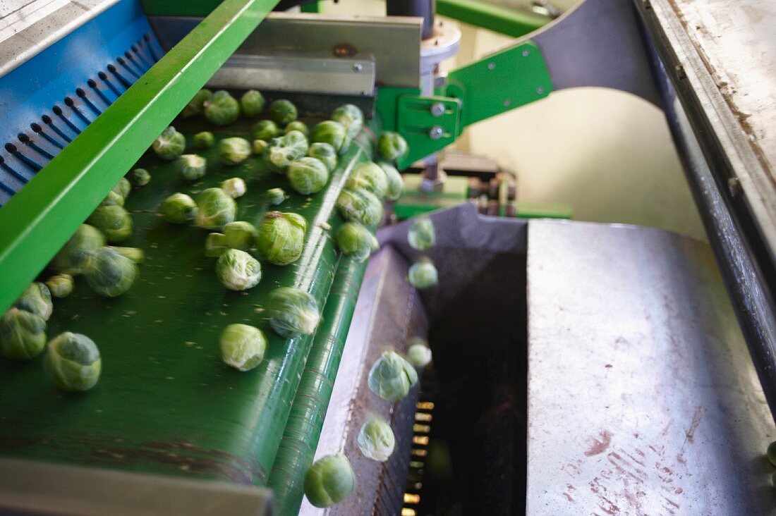 Brussels sprouts being harvested by machine