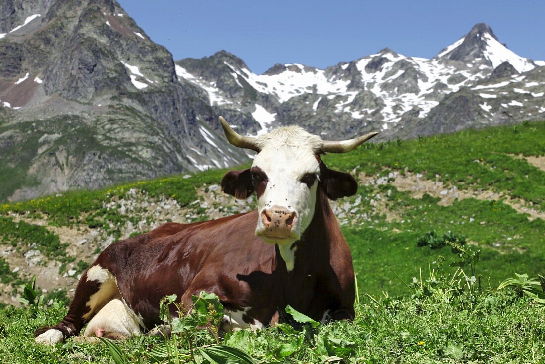 A dairy cow sitting in an alpine meadow