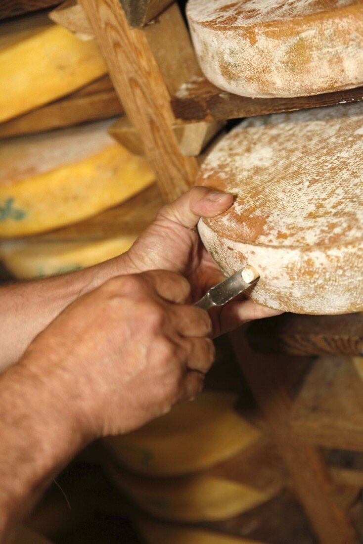 Wheels of cheese ripening on a wooden shelf in a dairy (France)