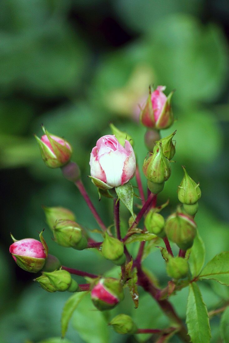 Gartenrose-Knospen