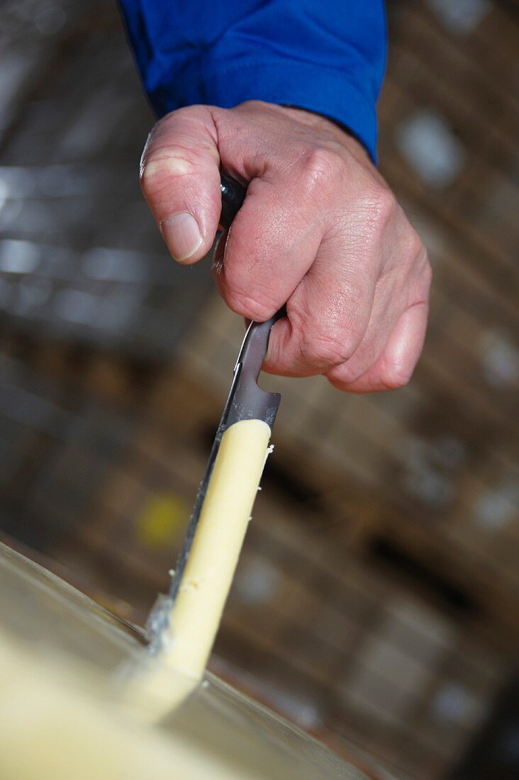 A sample of cheese being taken to check the quality
