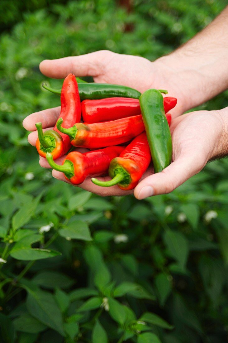 Hands holding fresh red and green chilli peppers