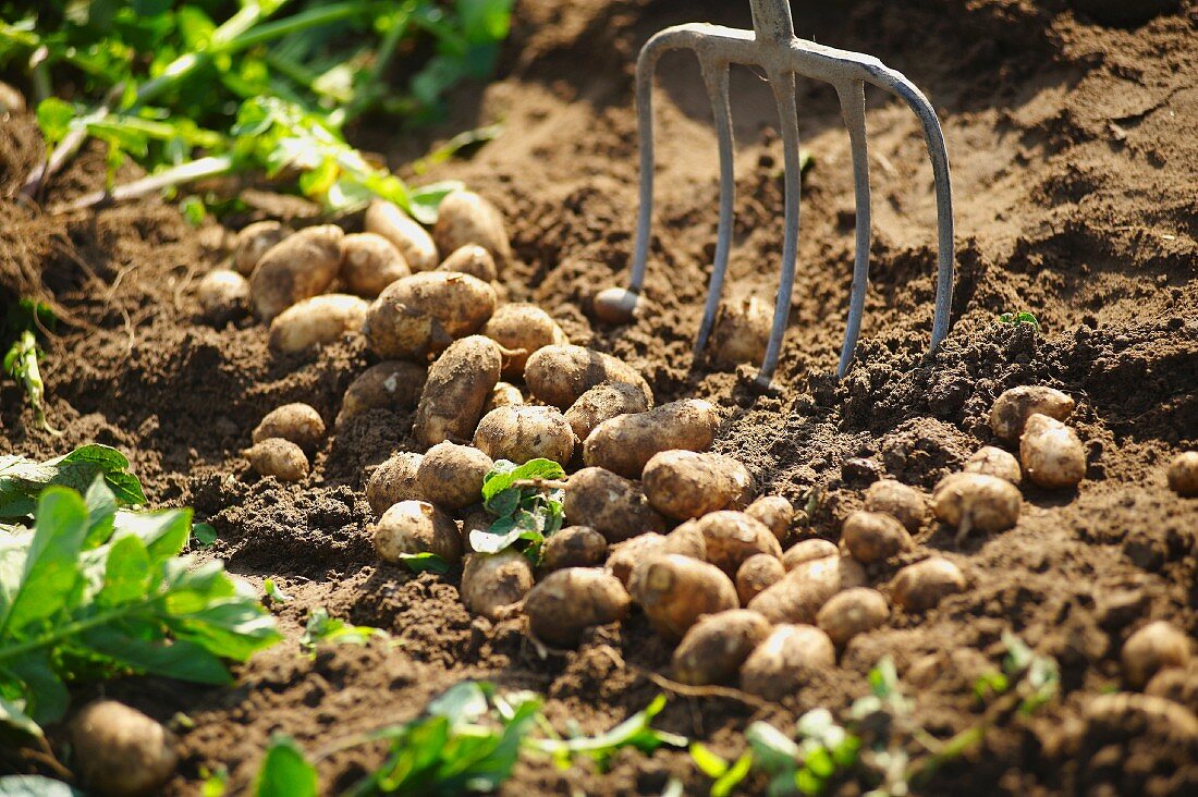Freshly harvested Jersey Royal potatoes in a garden