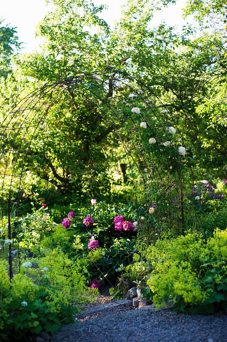 Rose arch, peonies and flowering lady's mantle