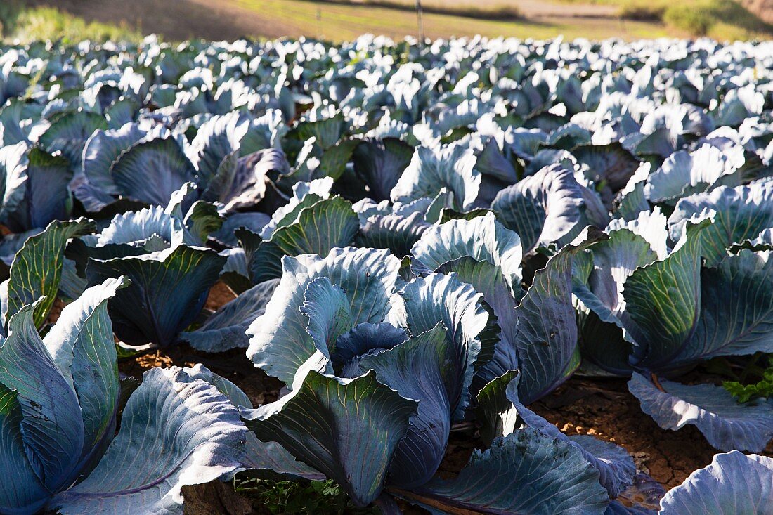 Red cabbages in a field