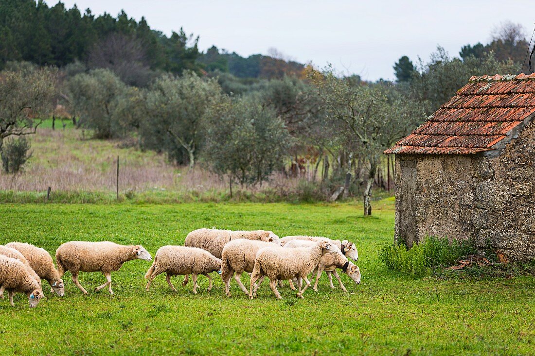 Mehrere Schafe auf der Weide