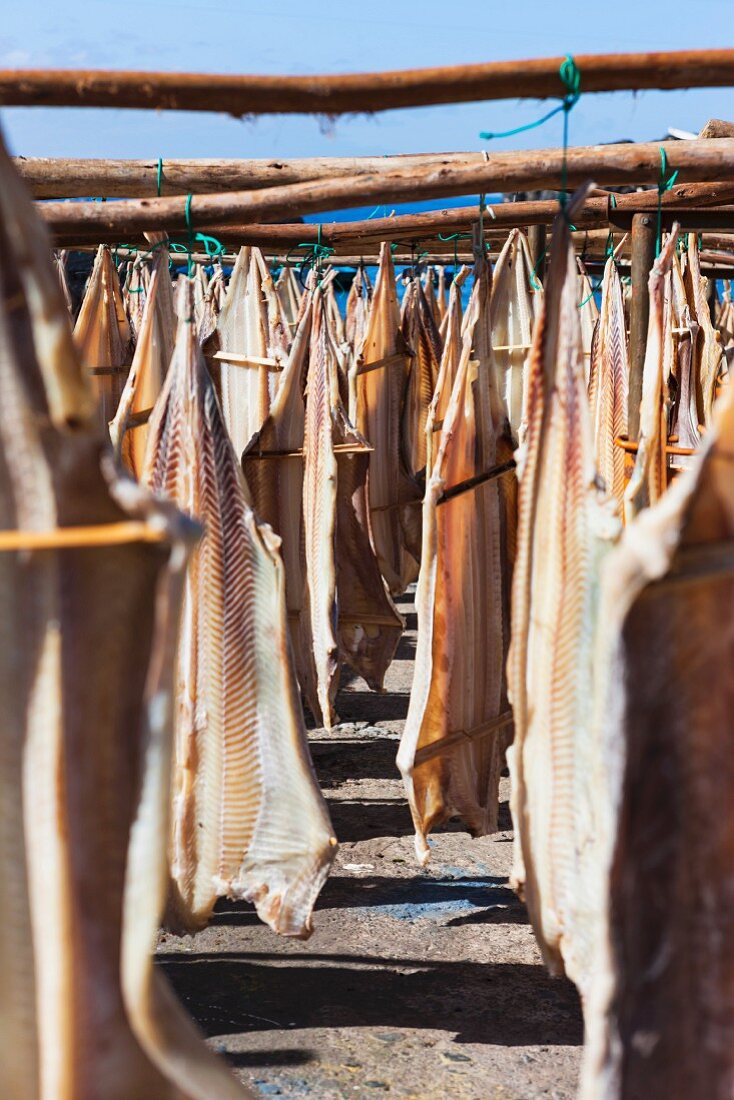 Stockfisch, zum Trockenen aufgehängt (Portugal)