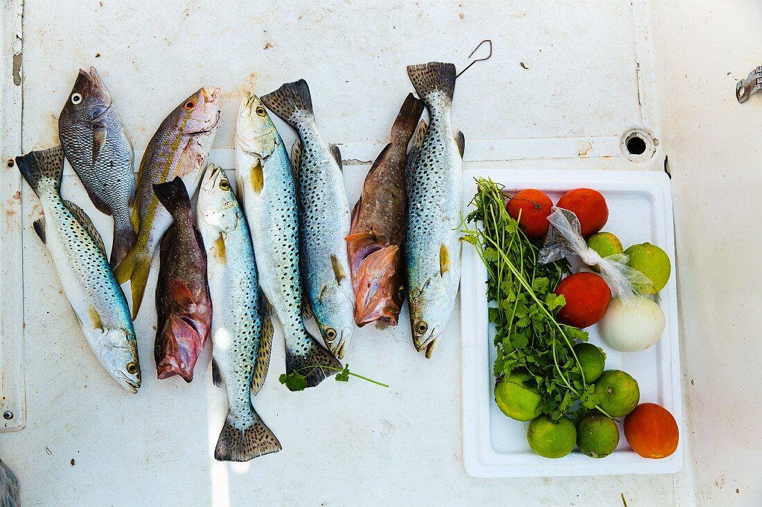 Fresh ingredients for ceviche