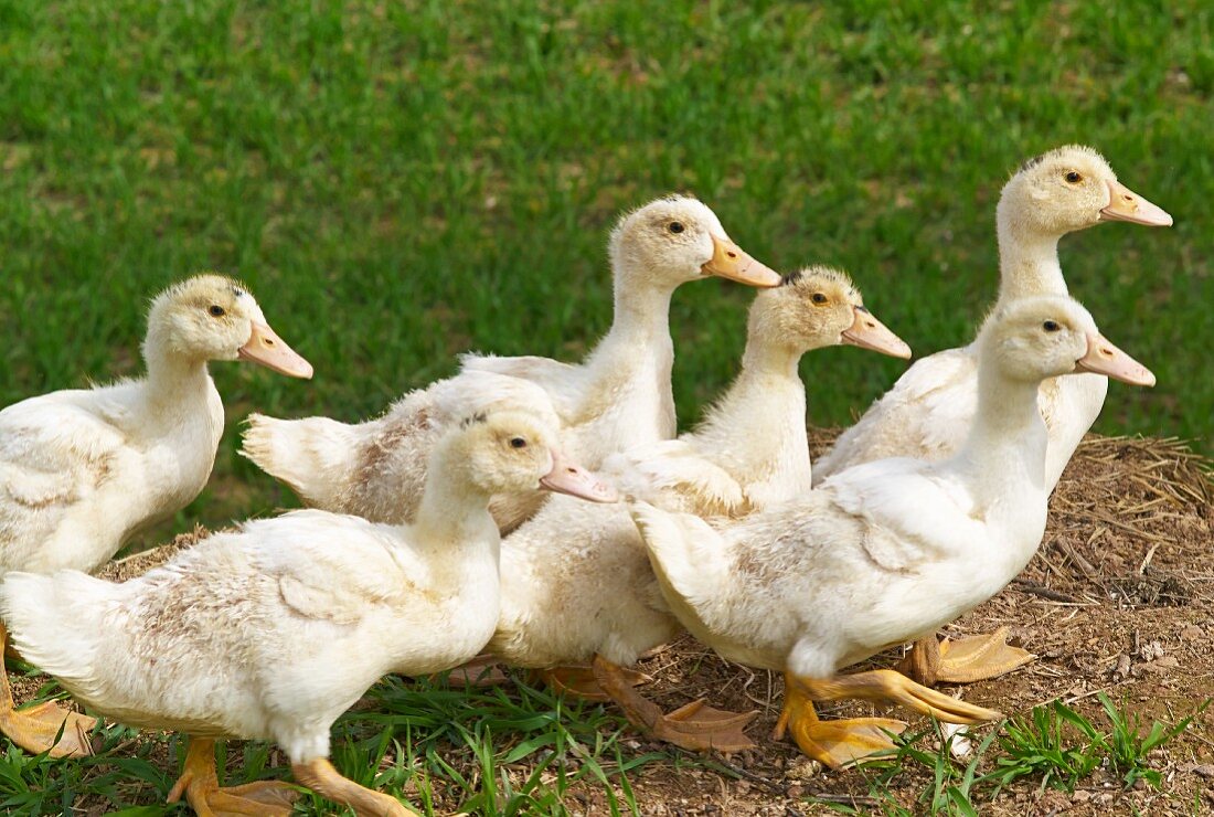 Ducklings in a field