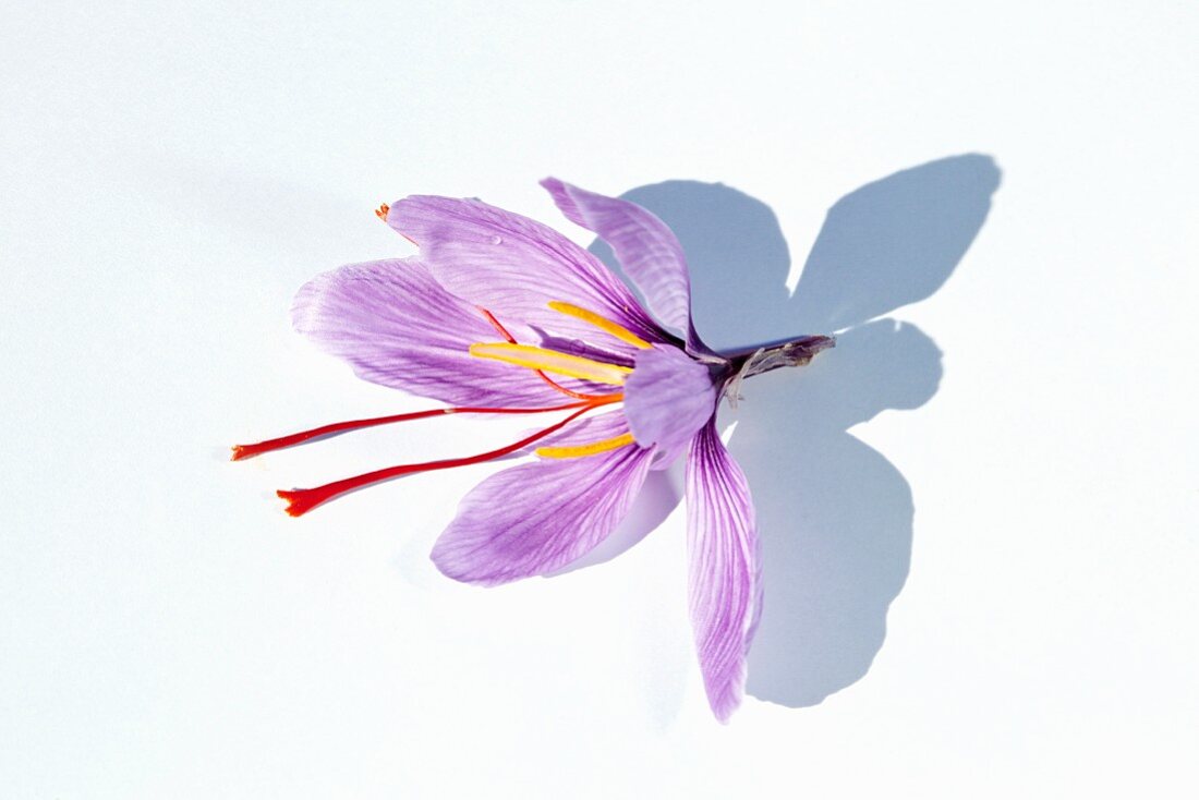 Eine Safranblüte