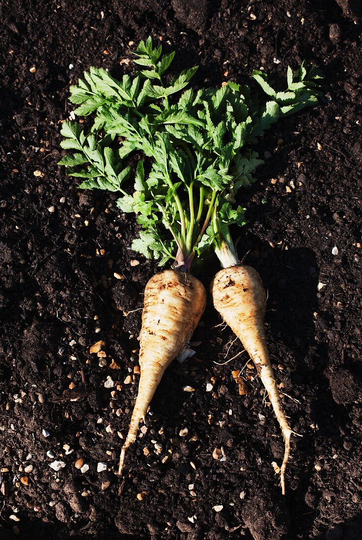 Two freshly harvested parsnips
