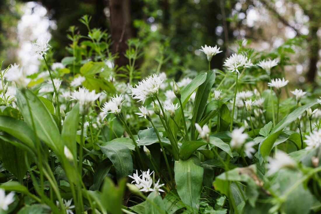 Flowering wild garlic in the open air