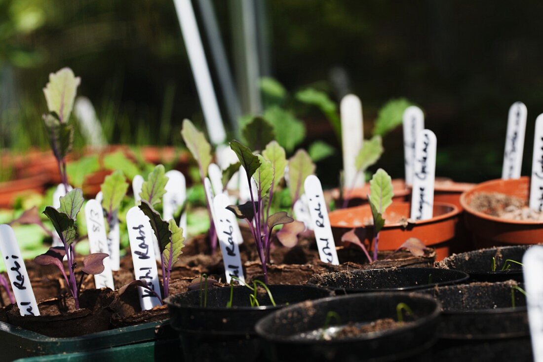 Kohlrabi plants in germination pots