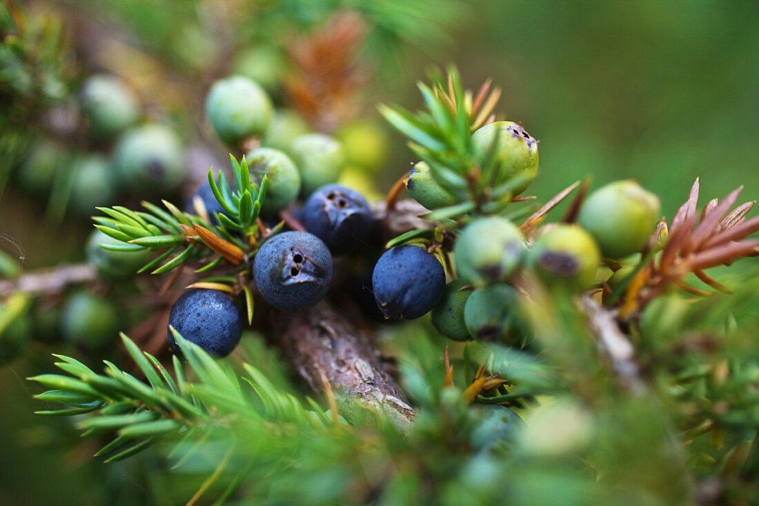 Berg-Wacholder (Juniperus Monticola)