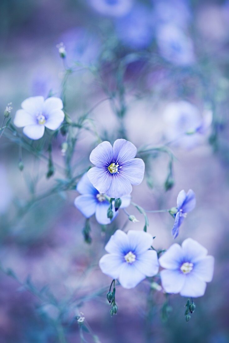 Austrian flax (Linum austriacum)