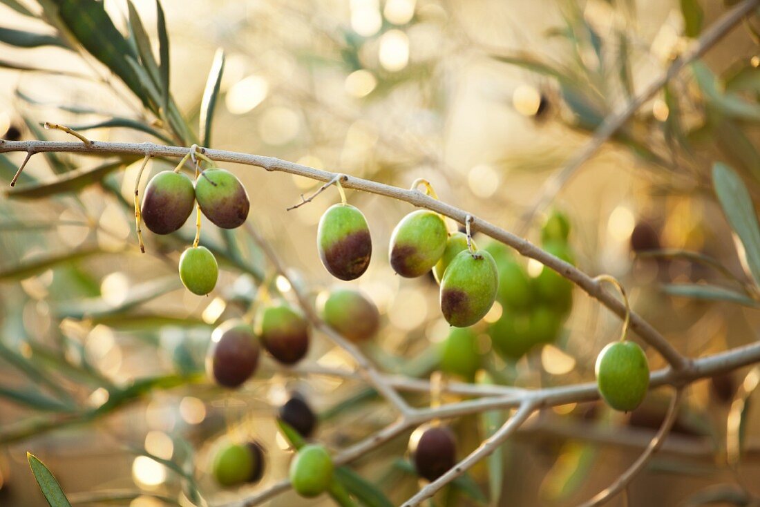 Semi-ripe olives on a sprig