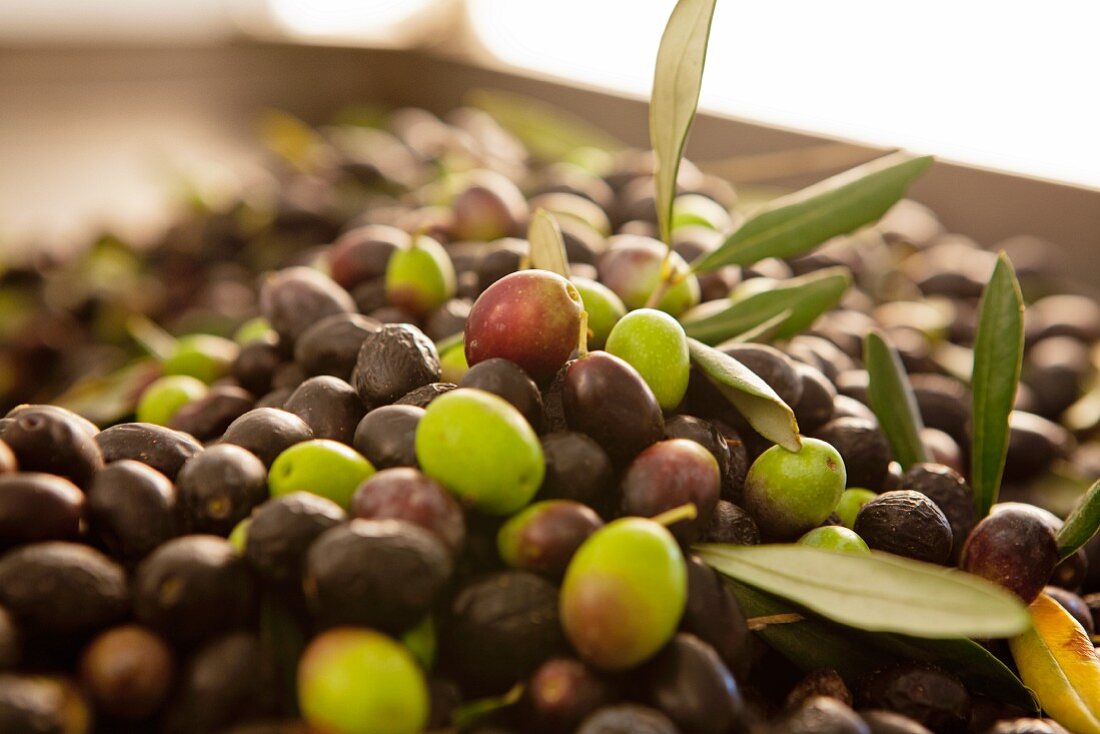 Frisch geerntete grüne und schwarze Oliven vor der Ölherstellung