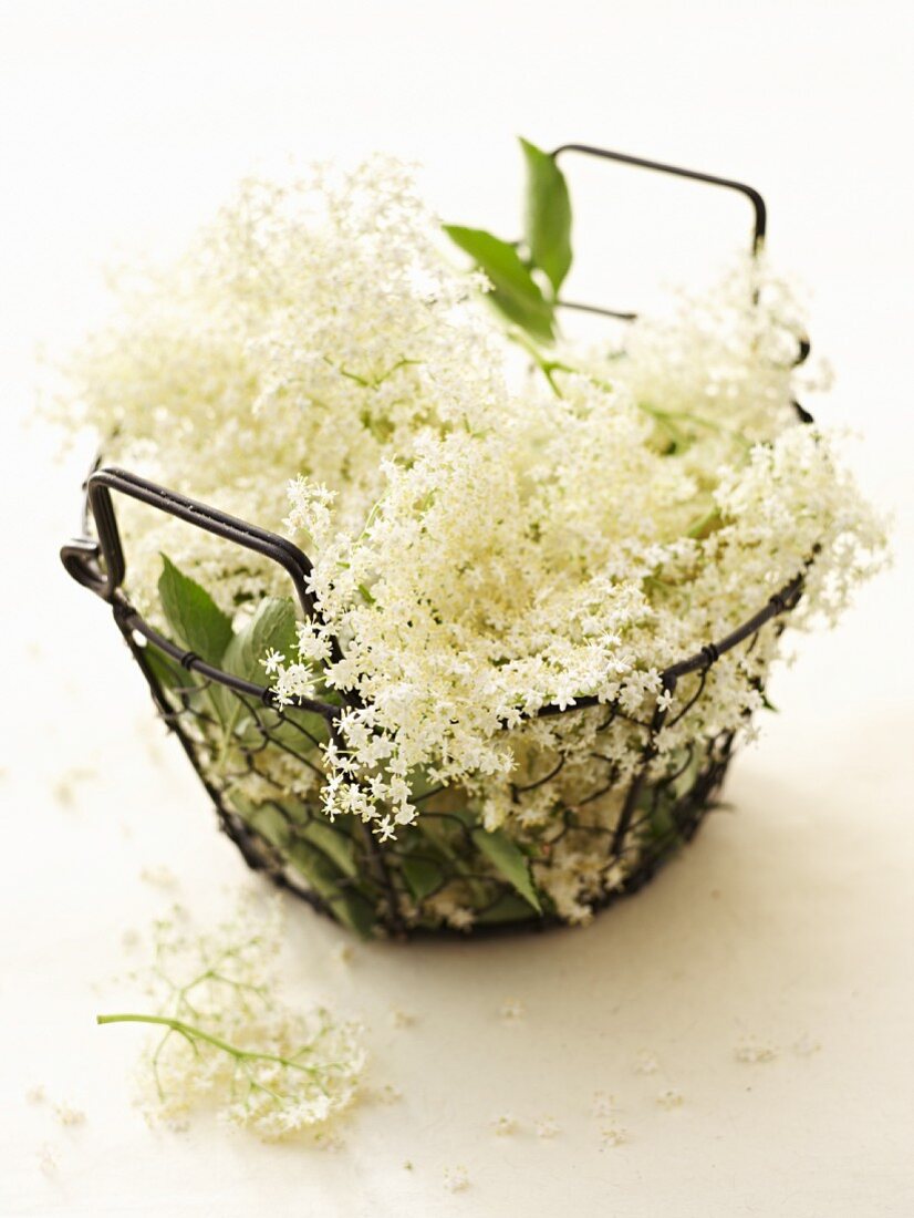 Fresh elderflowers in a wire basket