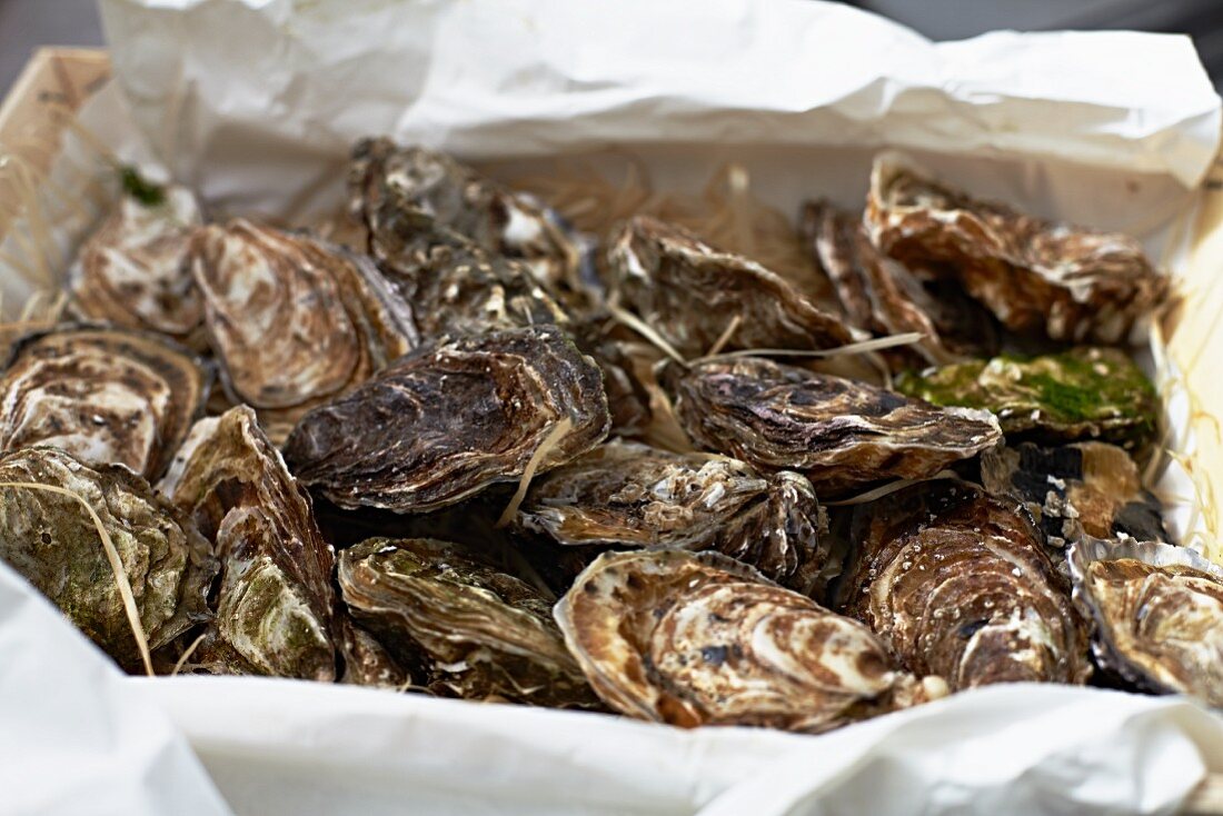 A crate of fresh oysters