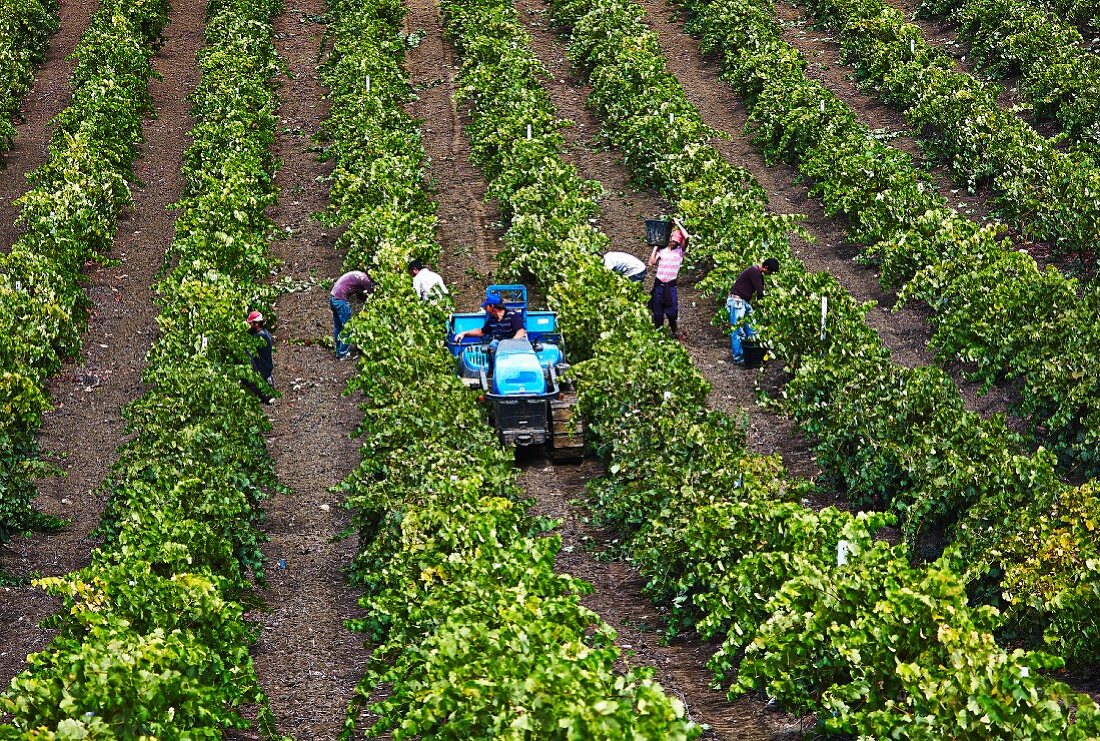 Grape picker at work