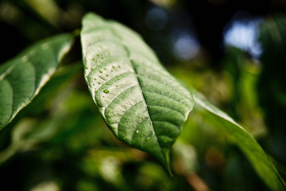 Rain drops on a cocoa leaf