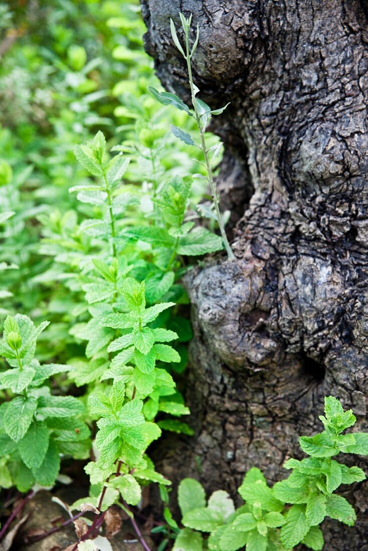 Wild mint growing on a tree stump