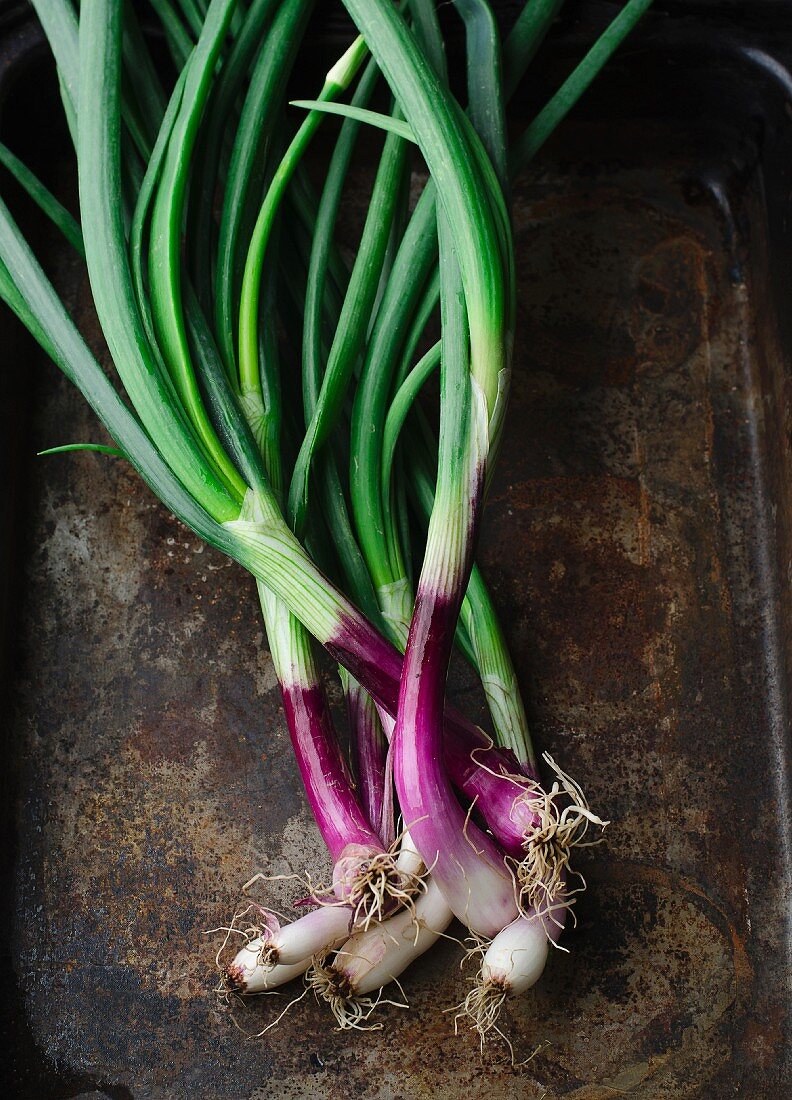 Fresh spring onions