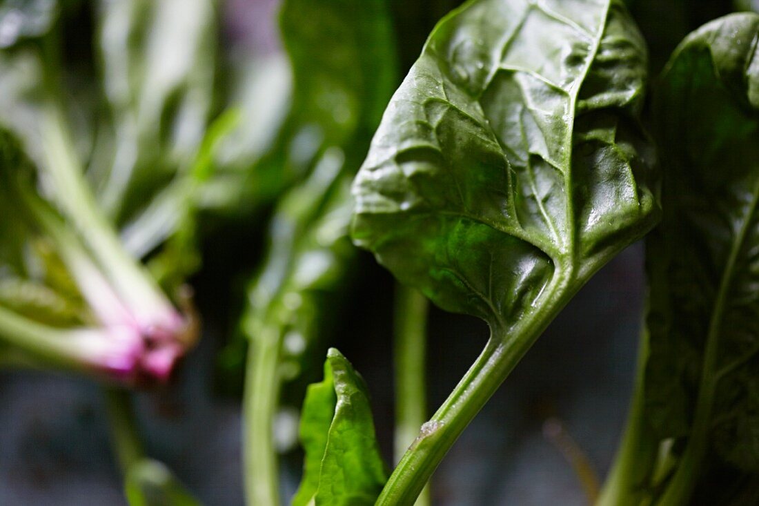 Fresh spinach leaves (close up)