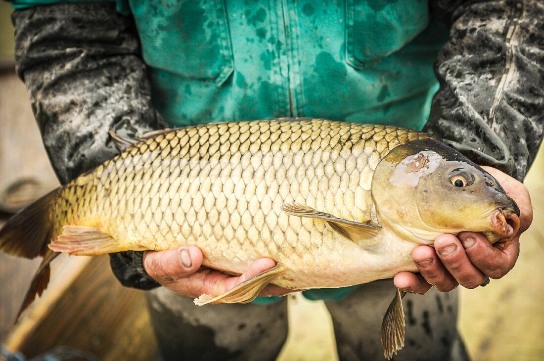 A man holding a freshly caught carp (Lake Neusiedl, Burgenland, Austria)