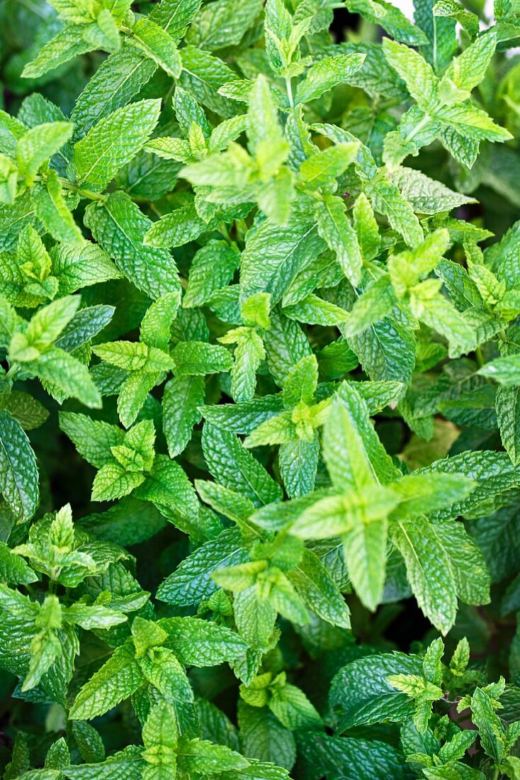 Fresh mint in a garden (full frame)