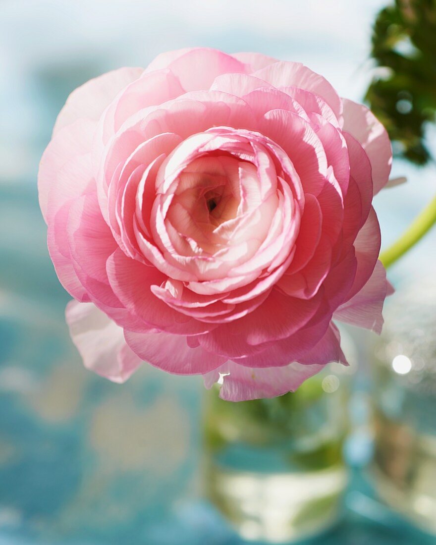 Pink ranunculus