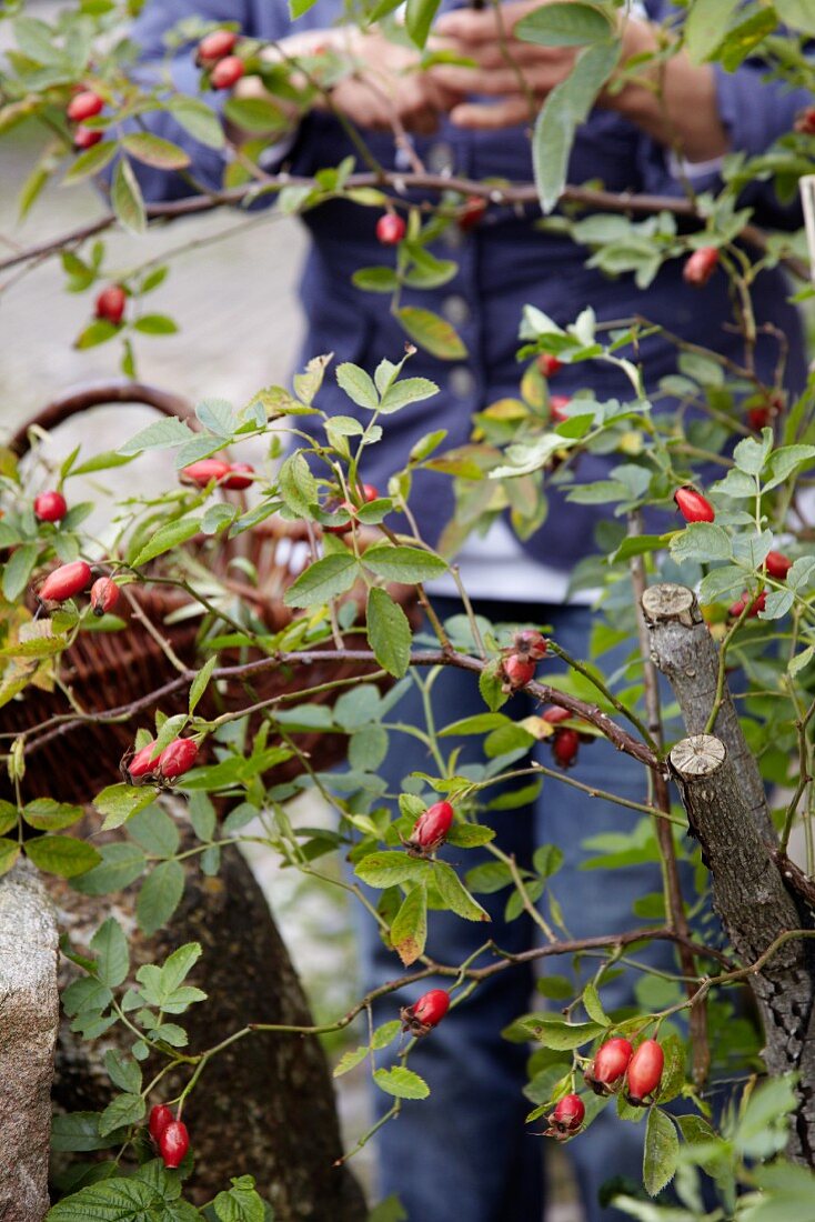 Rosehips being picked