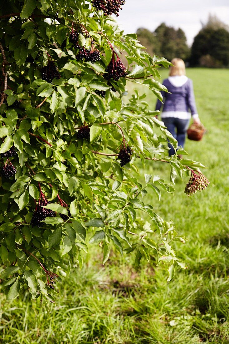 Elderberries on a bush with a woman carrying a basket in the background