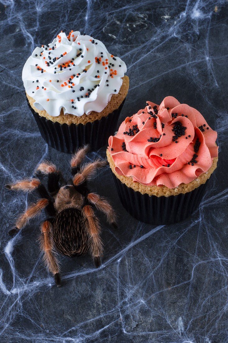 Two Halloween cupcakes with a spider and a spider web