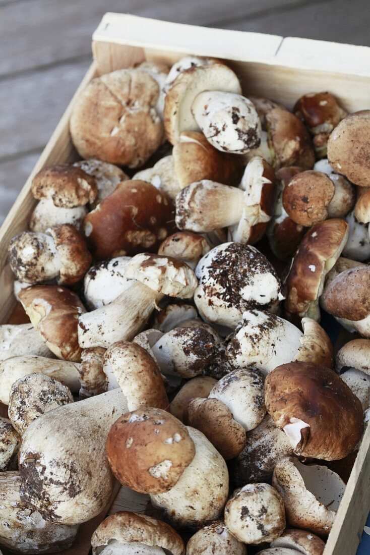 Porcini mushrooms in a wooden crate