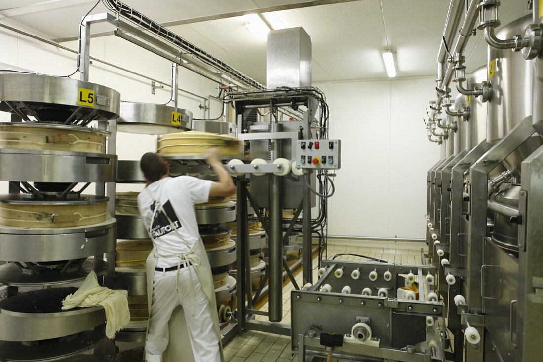 Workers packing cheese in factory