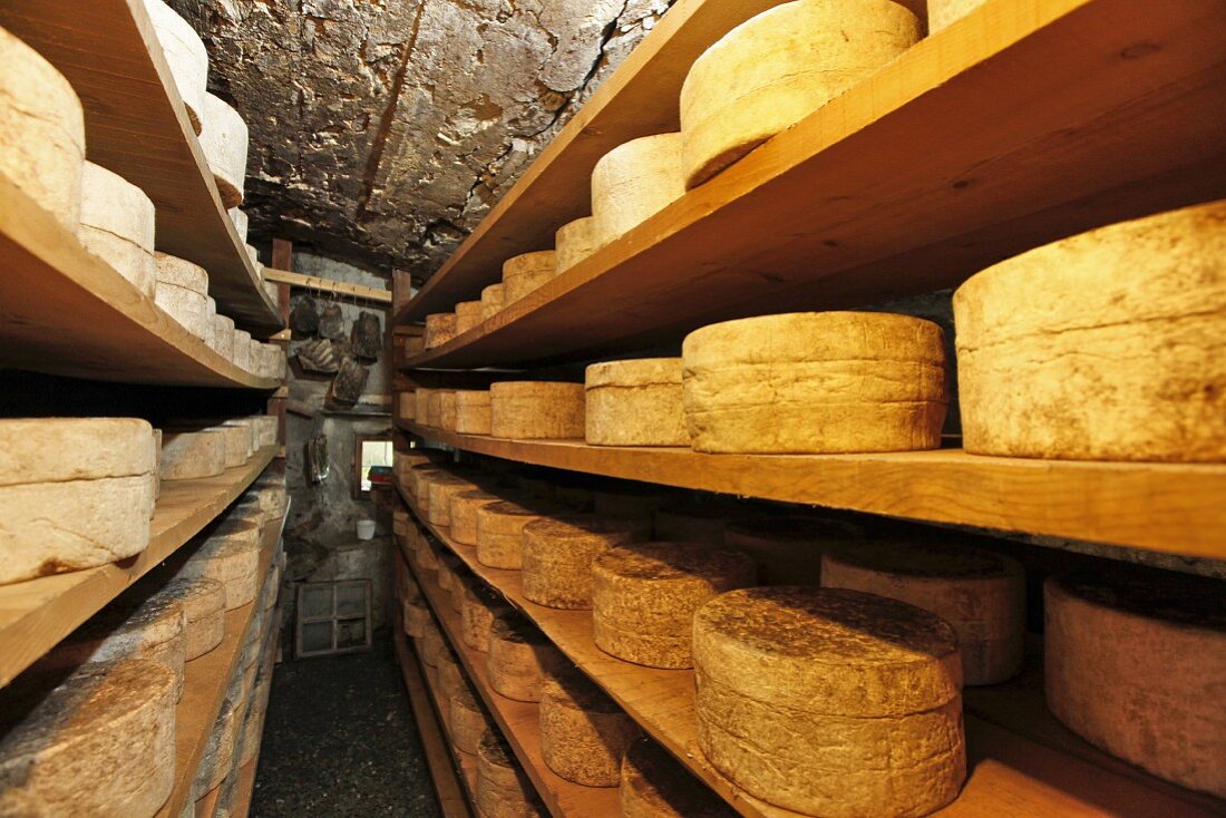Bleu de Termignon (French blue cheese) in a ripening cellar