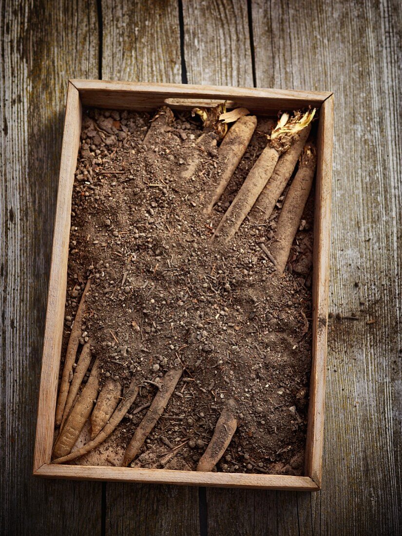 Küchentipp: Schwarzwurzel mit Sand in einer Kiste - als Vorrat