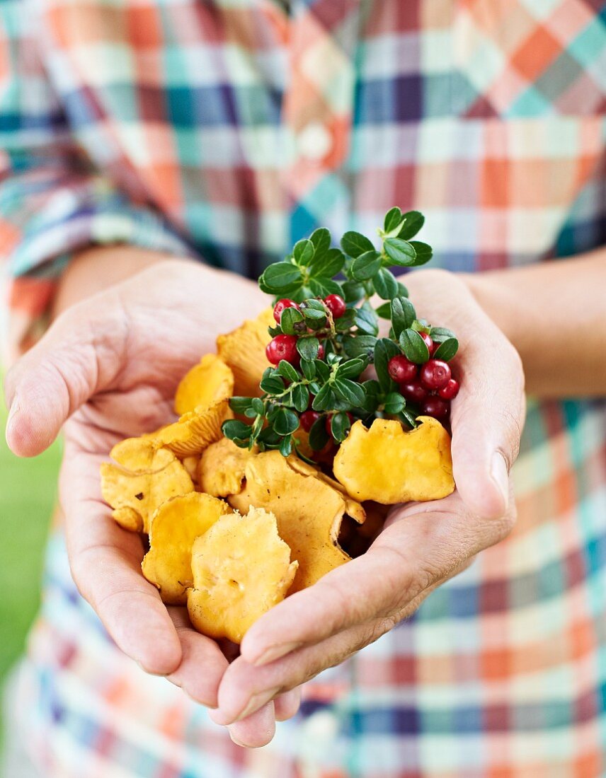 A man holding freshly picked chanterelle mushrooms