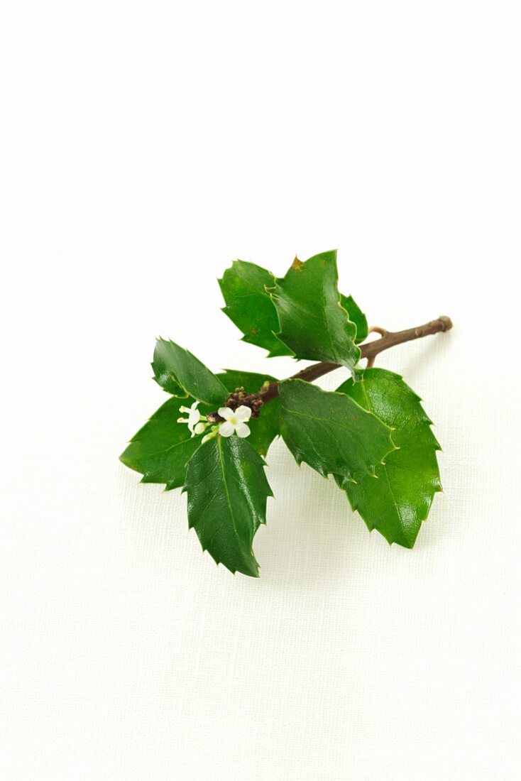 A sprig of holly with flowers