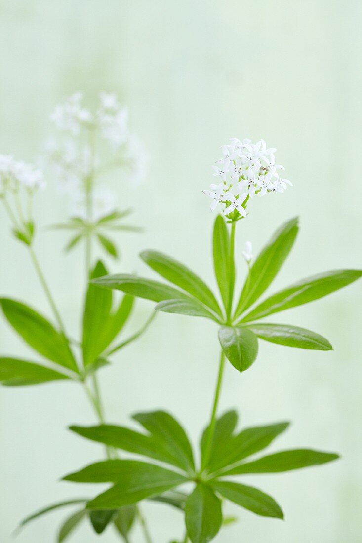 Blühender Waldmeister