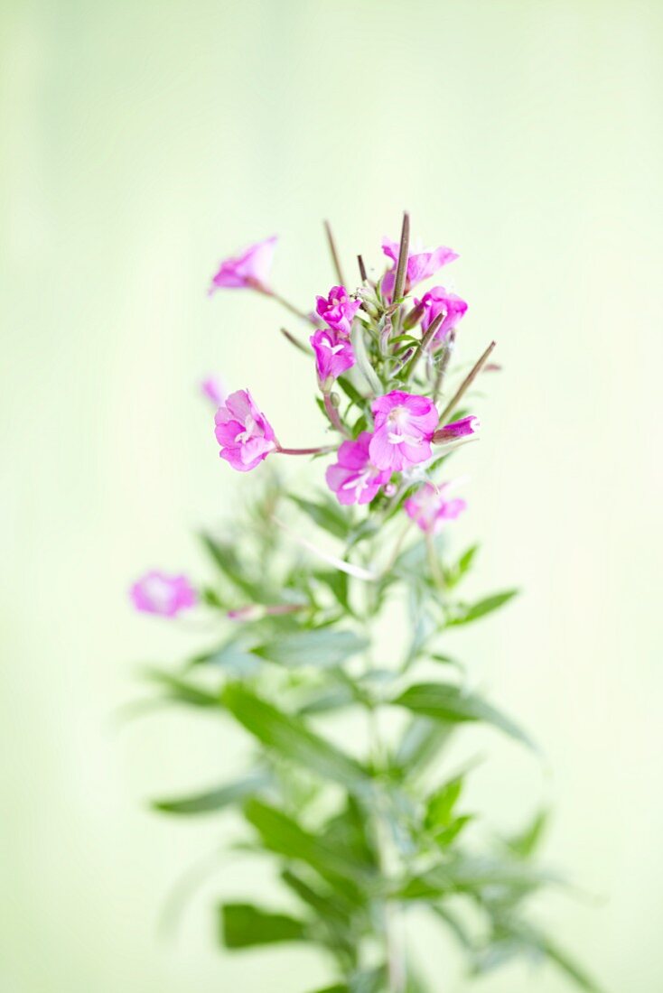 Great hairy willowherb (Epilobium hirsutum)